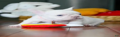 French Bulldog 3