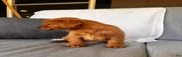 Golden Retriever dogs for sale: Golden Retriever 1 - Ad 6
