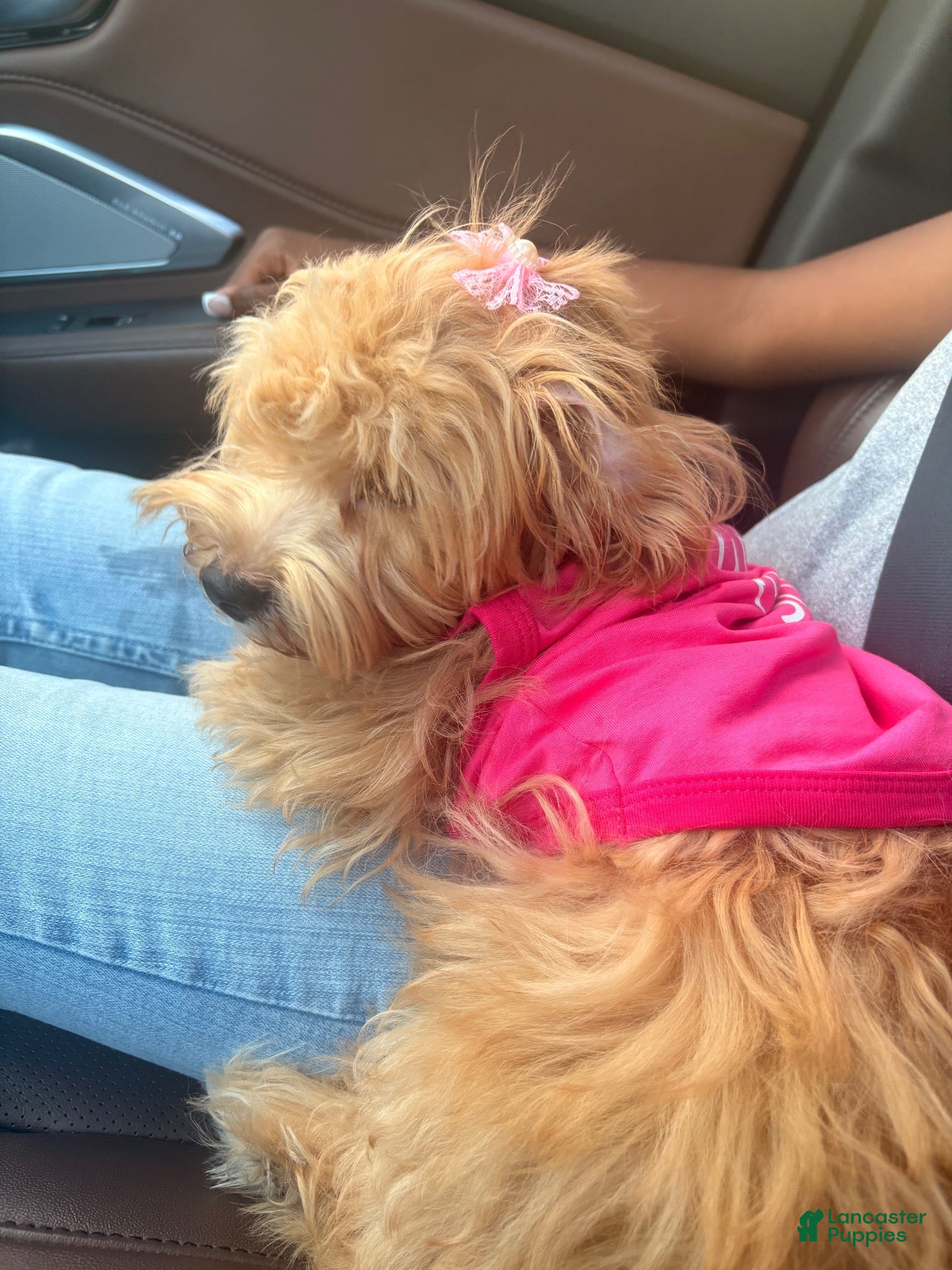 Shihpoo dogs Shihpoo 1 - Ad 3