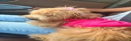 Shihpoo dogs for sale: Shihpoo 1 - Ad 1