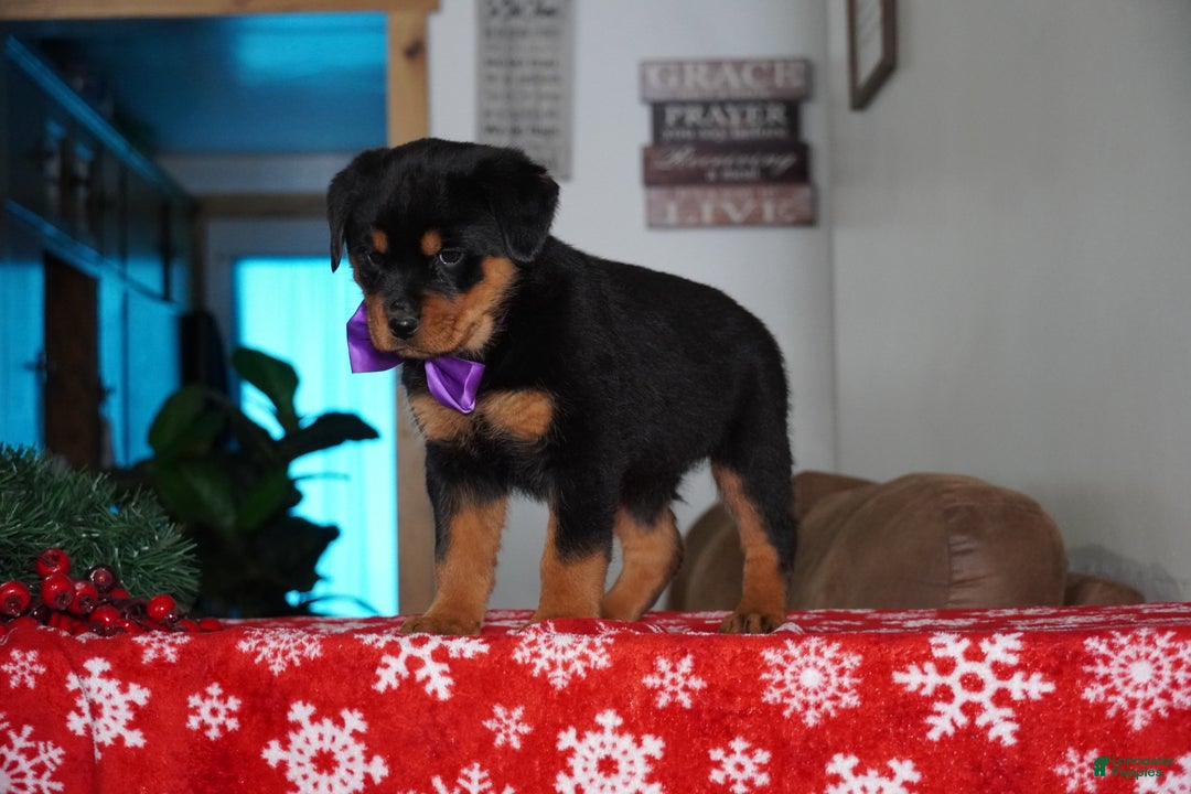 Rottweiler dogs for sale: Gabby - Ad 5