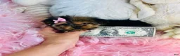 Yorkshire Terrier dogs for sale: Teacup Yorkshire Terrier  hand delivery  - Ad 5