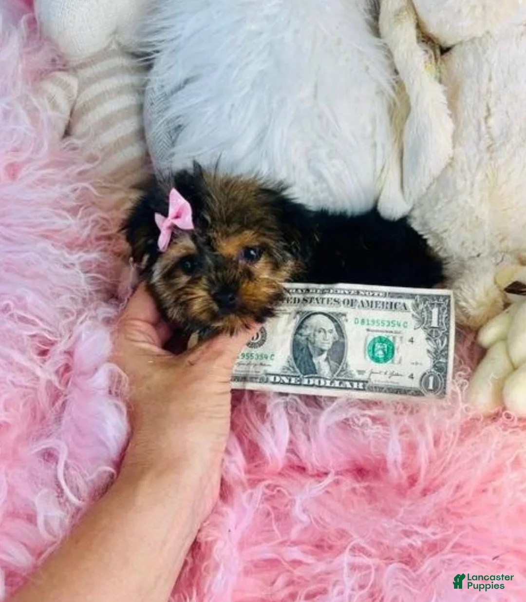 Yorkshire Terrier dogs for sale: Teacup Yorkshire Terrier  hand delivery  - Ad 5