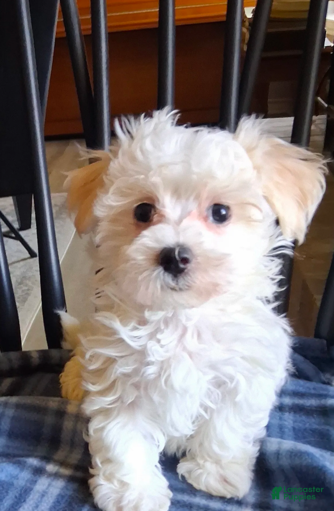 Maltipoo dogs Amos - Ad 2