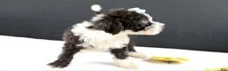 Mini Aussiedoodle dogs for sale: Dora - Ad 7