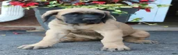 English Mastiff dogs for sale: Rose - Ad 3