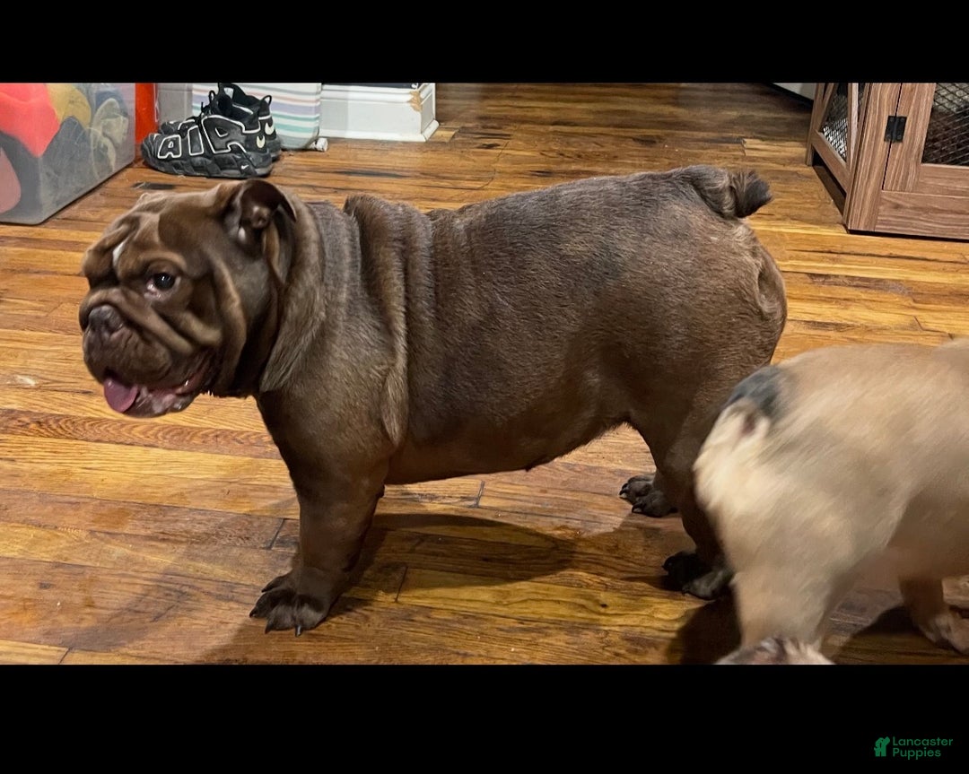 English Bulldog dogs for sale: English Bulldog Puppy 1 - Ad 3