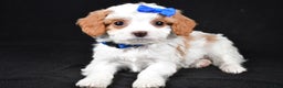 Cavapoo dogs for sale: Eddie - Ad 1