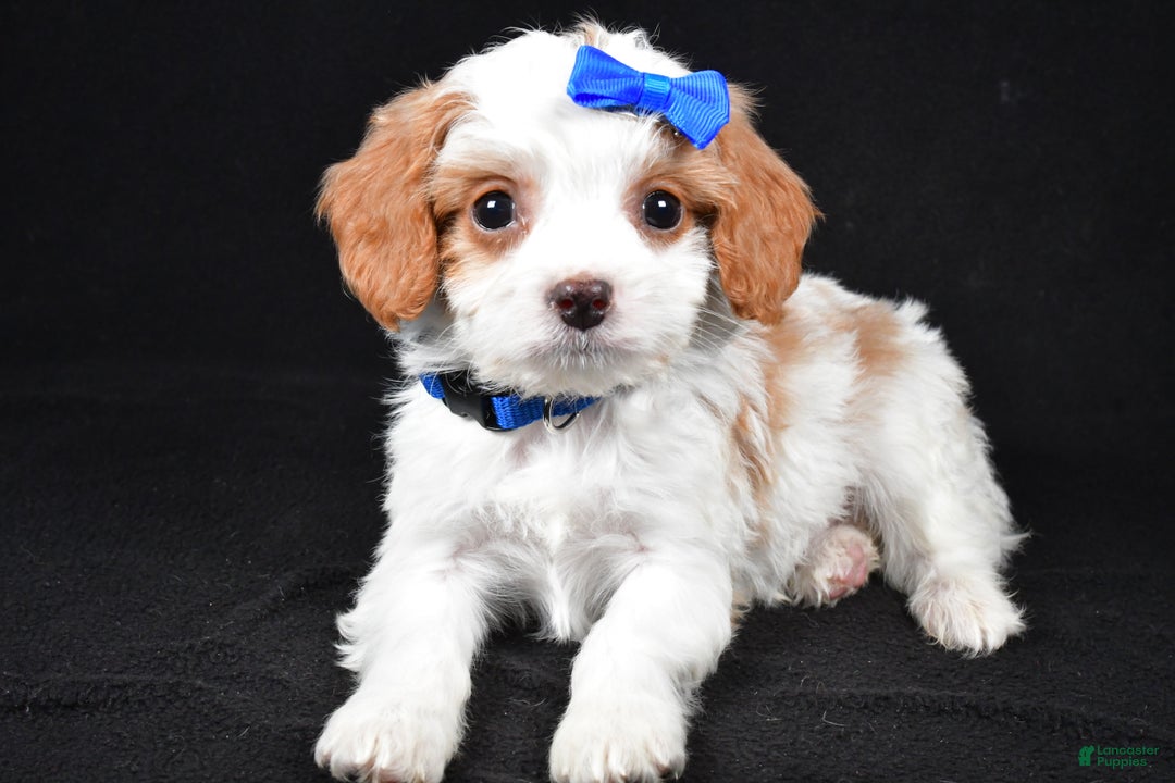 Cavapoo dogs for sale: Eddie - Ad 1