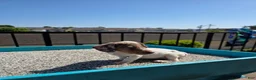Miniature Dachshund dogs for sale: Rosalina - Ad 6