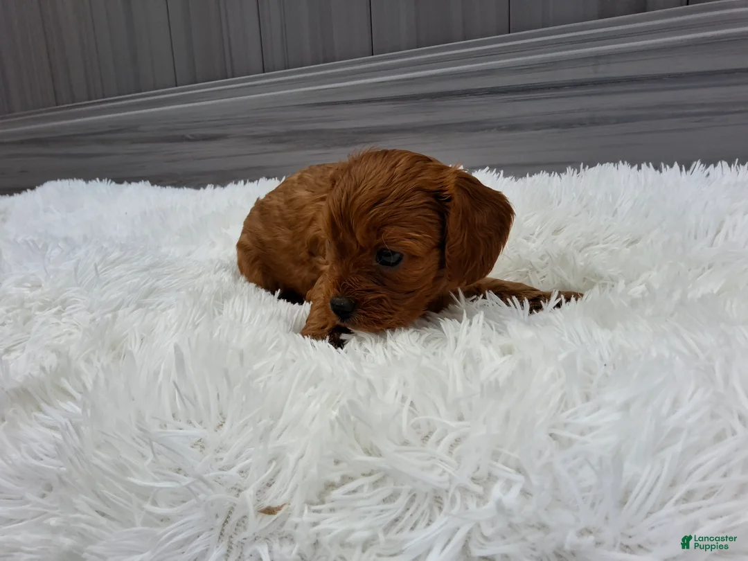 Cavapoo dogs for sale: Nyx - Ad 36