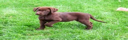 Labrador Retriever dogs for sale: Meredith - Ad 4