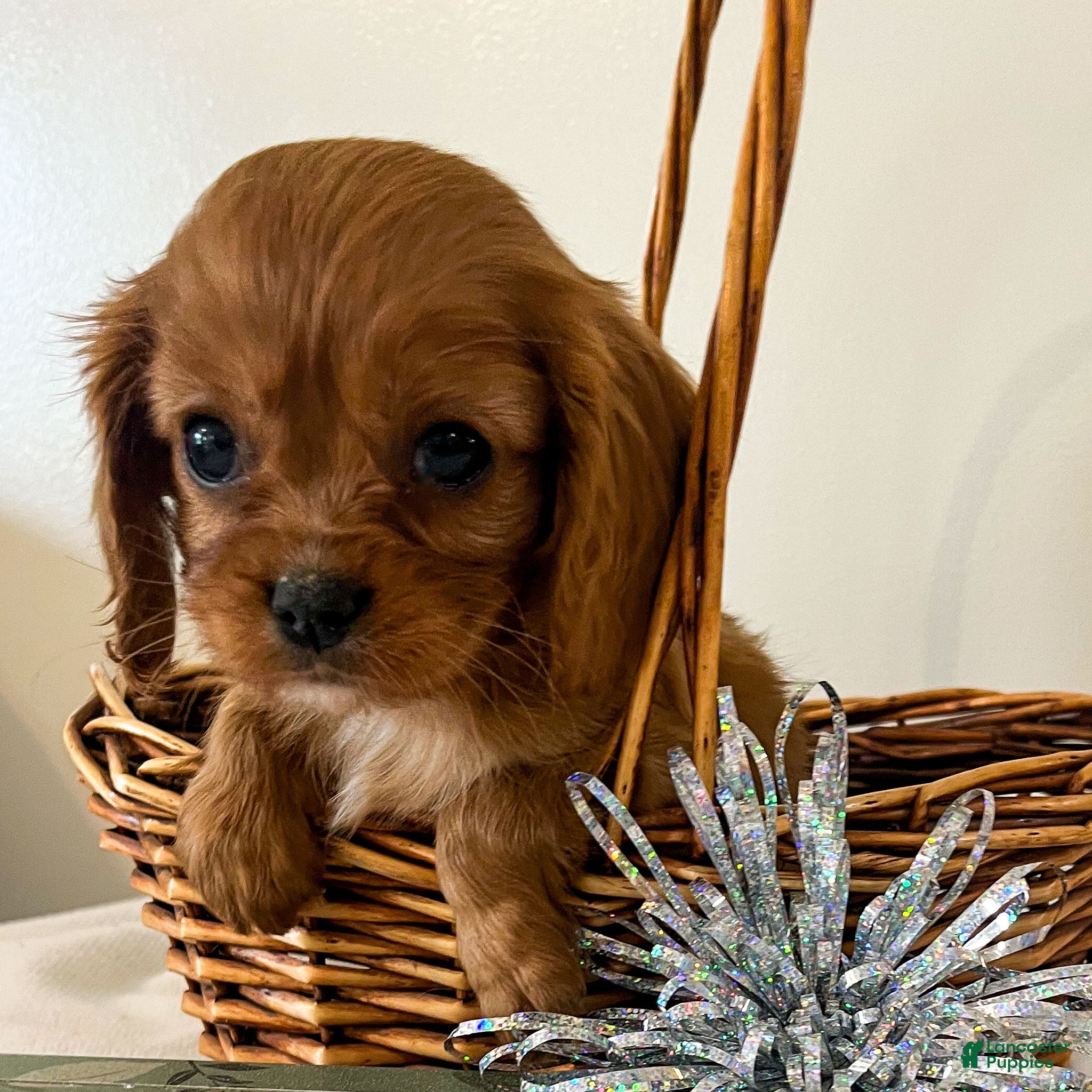 Cavalier King Charles Spaniel dogs Molly - Ad 5