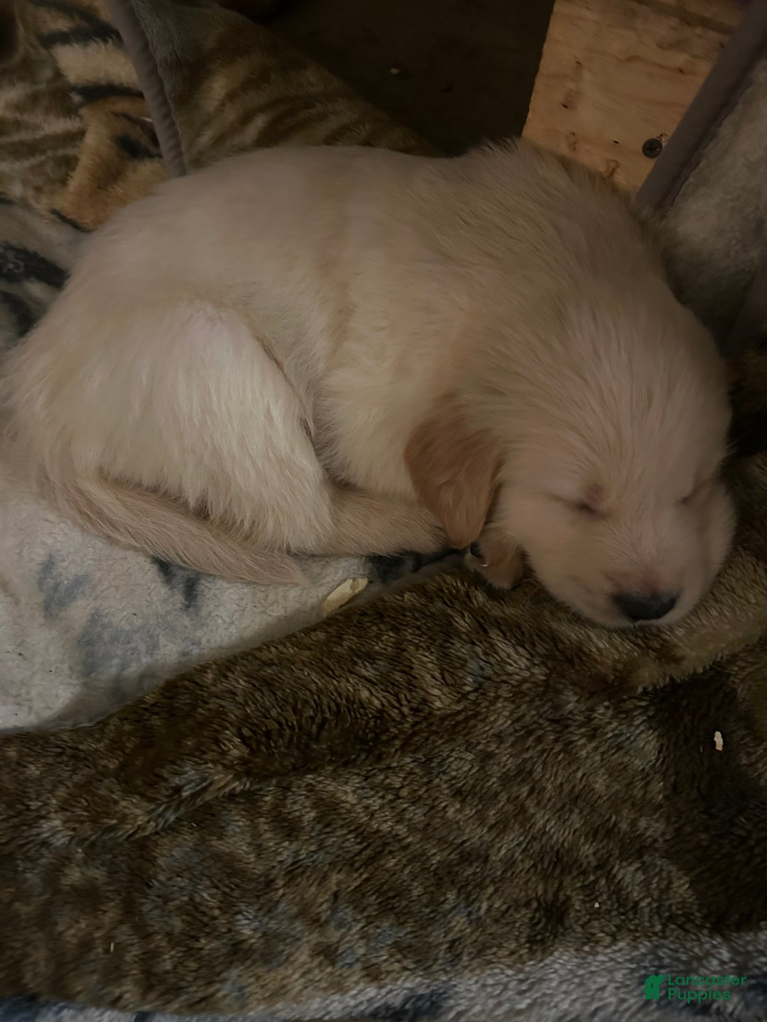 Golden Retriever dogs for sale: Light green - Ad 1