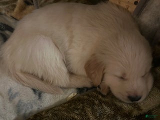 Golden Retriever dogs Light green - Ad 20