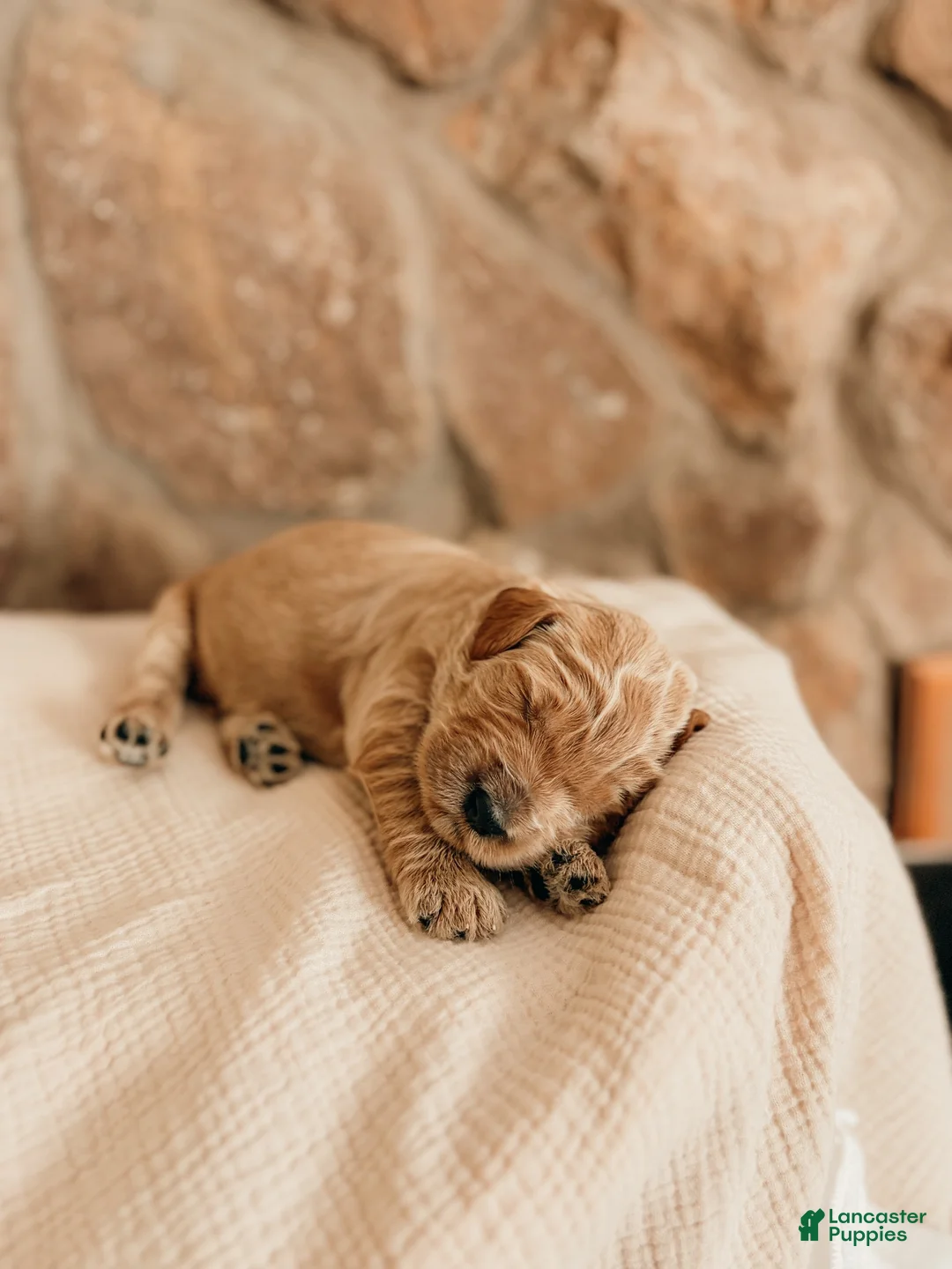 Goldendoodle dogs for sale: Thomas - Ad 16