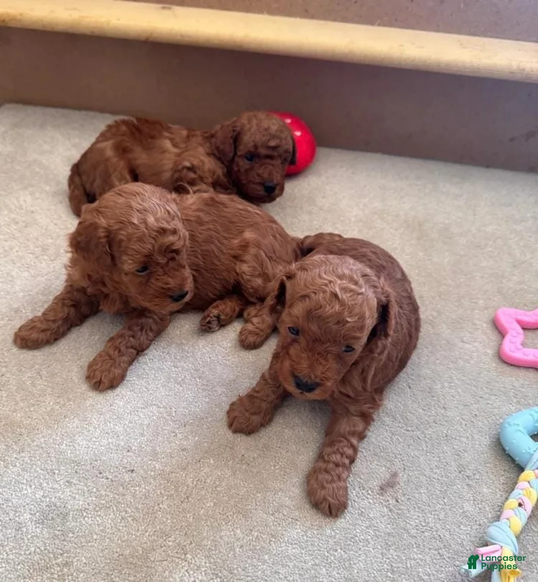 Maltipoo dogs for sale: Maya - Ad 22