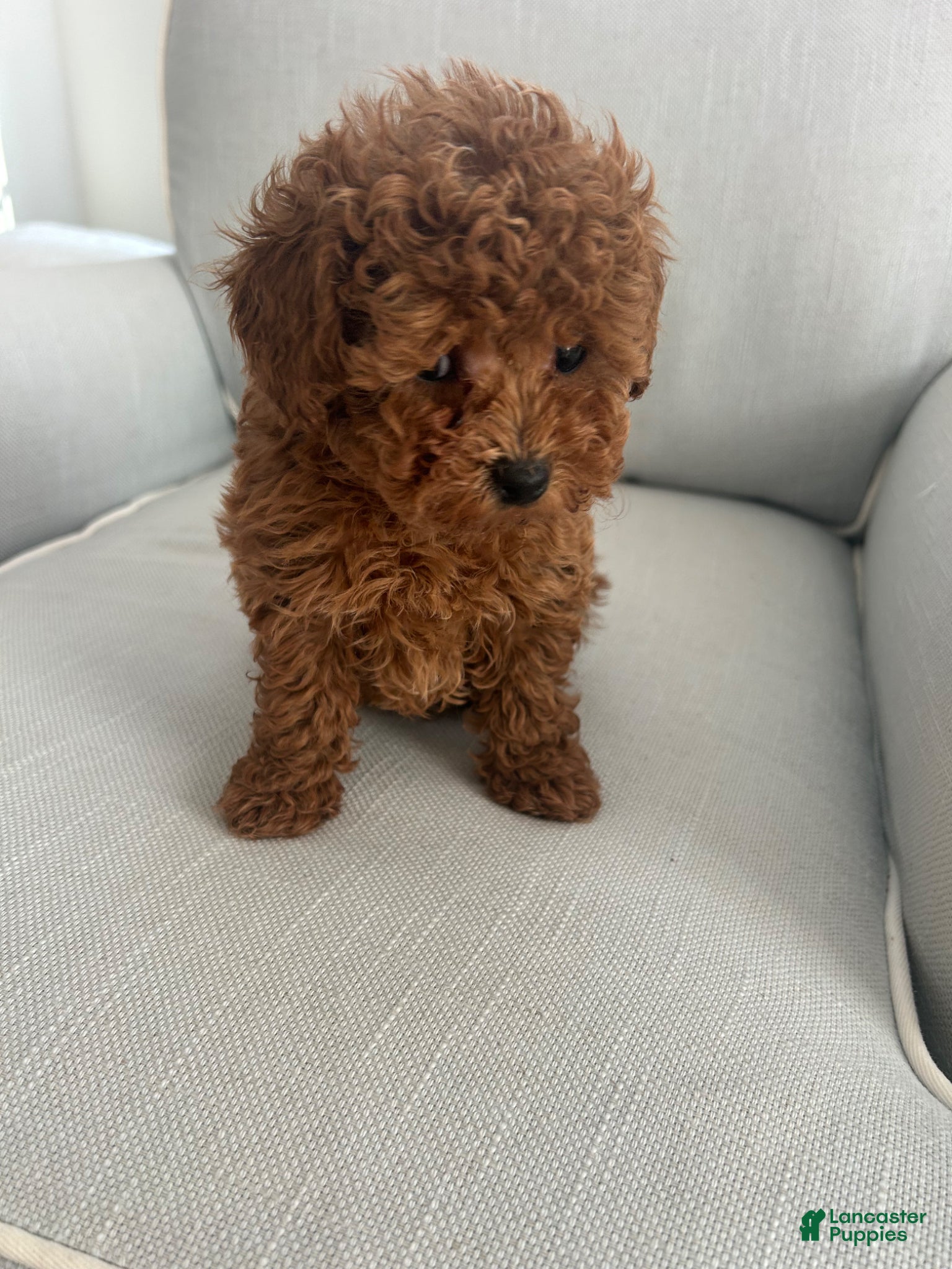 Maltipoo dogs Finn - Ad 1