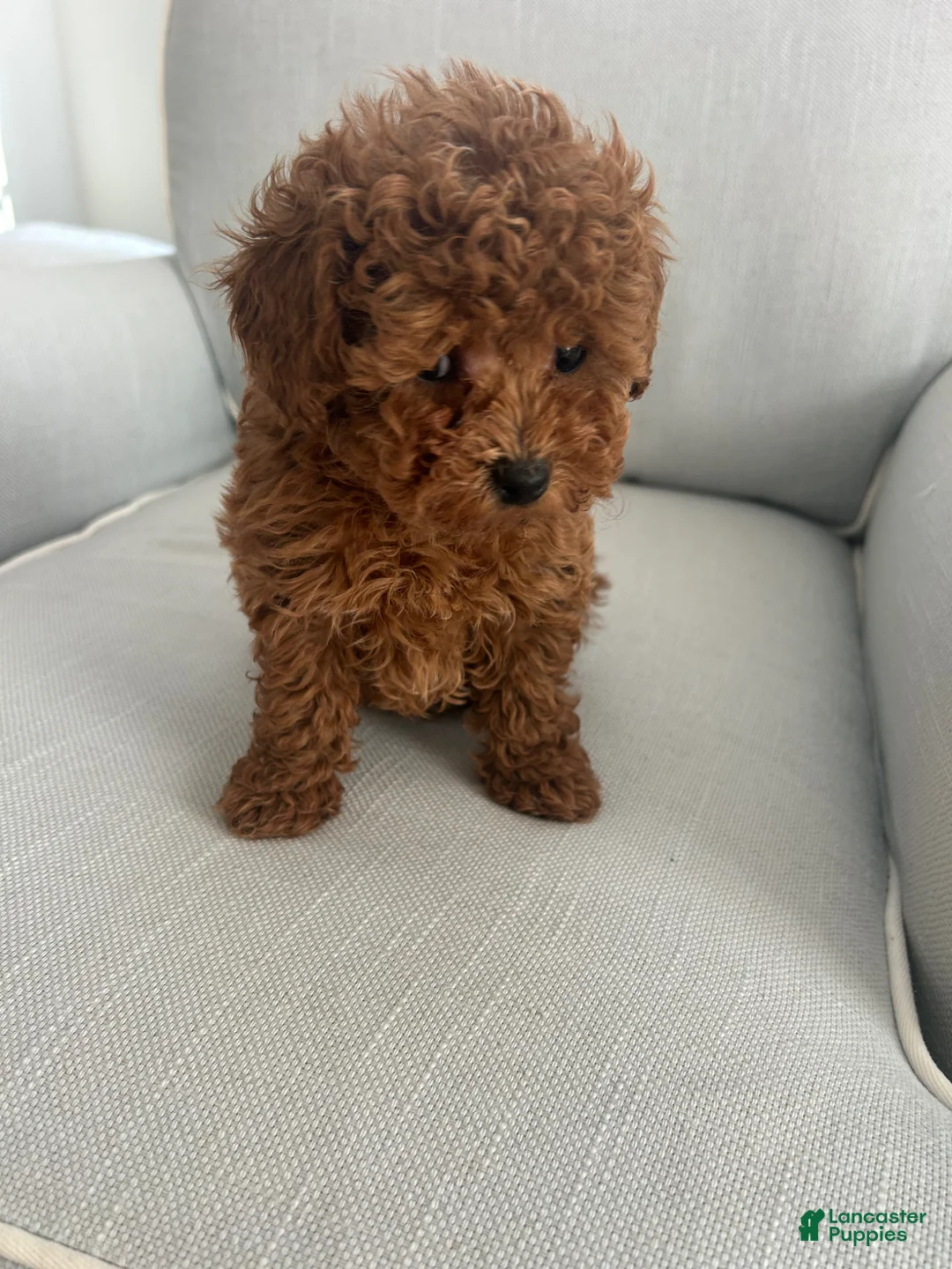 Maltipoo dogs for sale: Finn - Ad 1