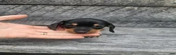 Dachshund dogs for sale: Charlie - Ad 3
