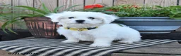 Mixed Breed dogs for sale: Erik - Ad 3