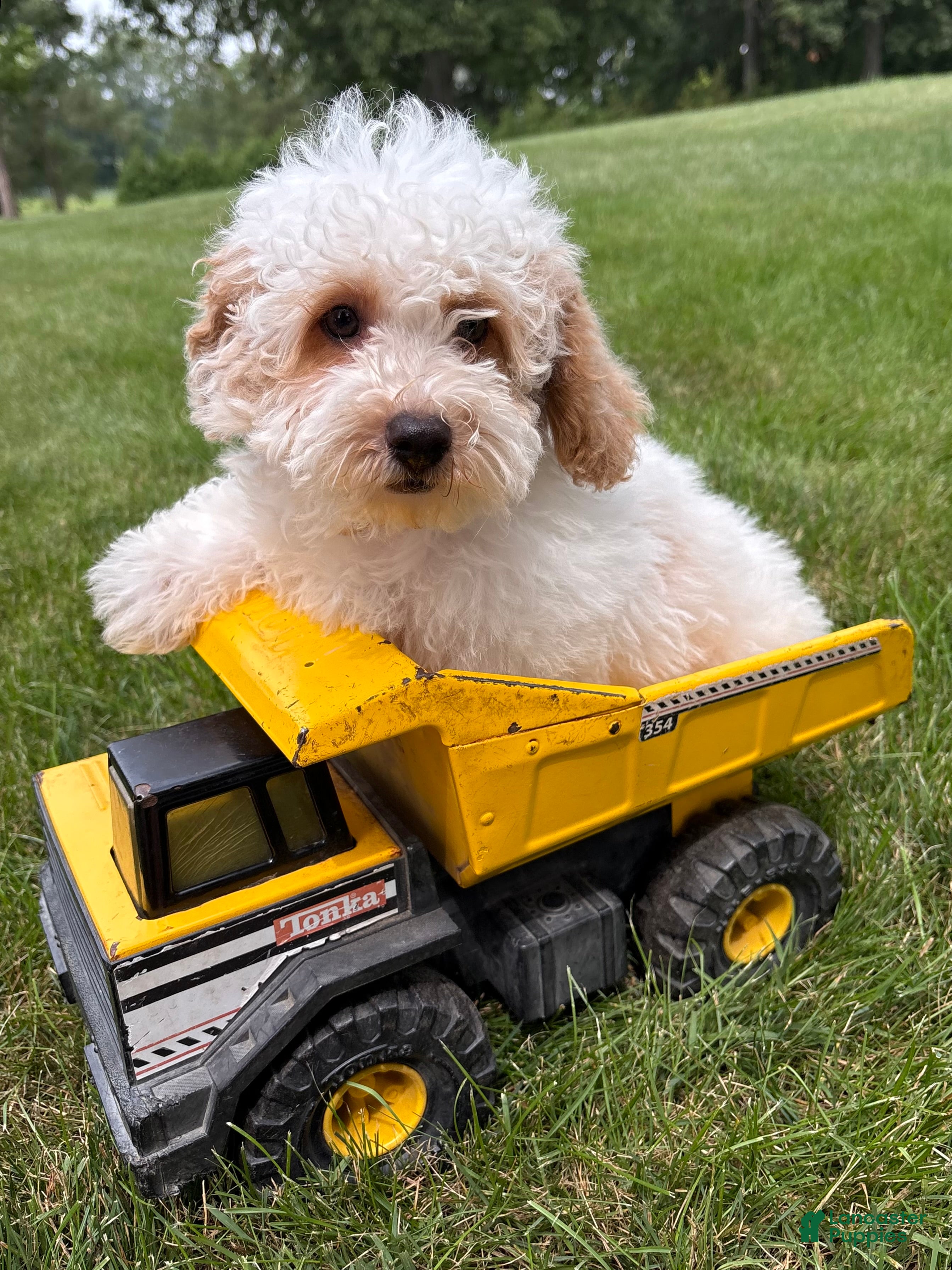 Havapoo dogs Arlo - Ad 1