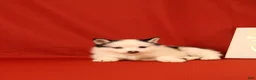 Pomsky dogs for sale: Zoey - Ad 3