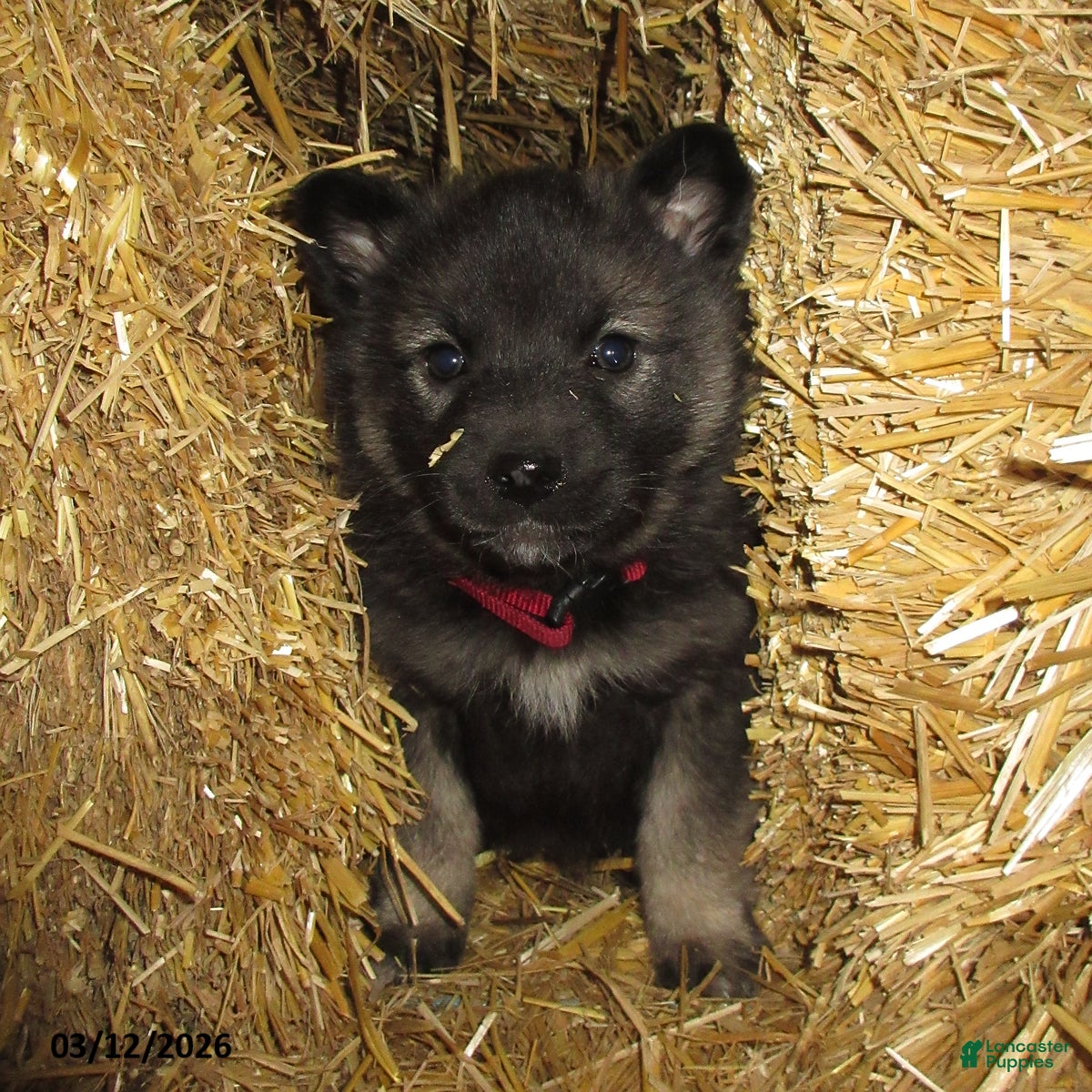 Norwegian Elkhound dogs Violet - Ad 2