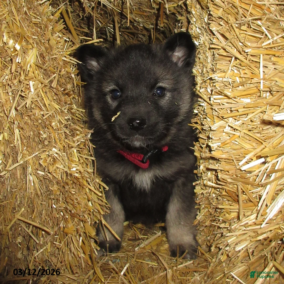 Norwegian Elkhound dogs for sale: Violet - Ad 2