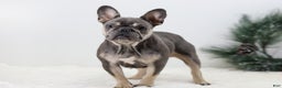 French Bulldog dogs for sale: Jordan - Ad 11