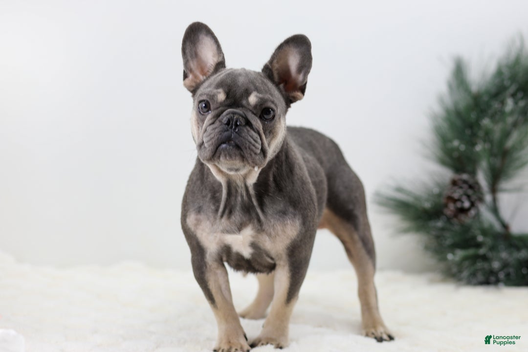 French Bulldog dogs for sale: Jordan - Ad 11