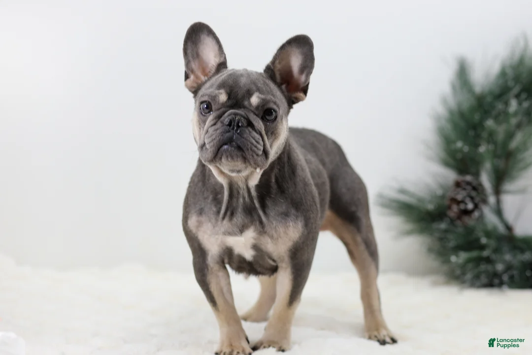 French Bulldog dogs for sale: Jordan - Ad 11