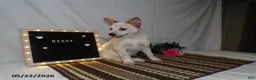 Australian Cattle Dog dogs for sale: Bessy - Ad 5