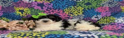 Bichpoo dogs for sale: Giovanna - Ad 4