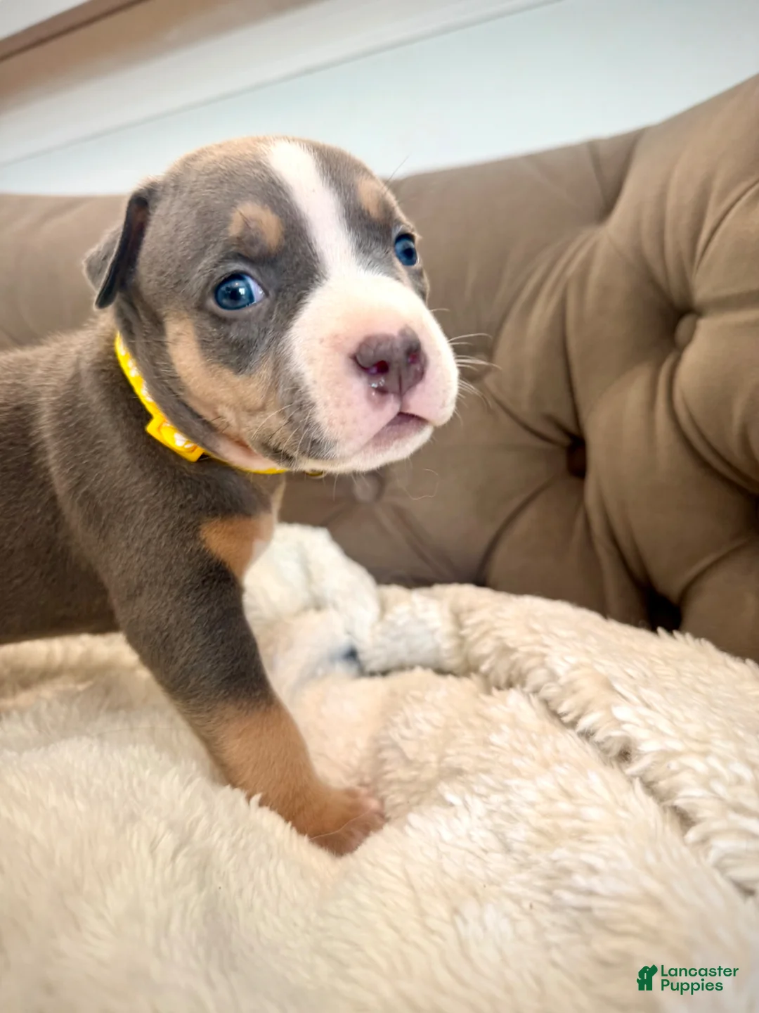 American Bully dogs for sale: Mia - XL American Bully Puppy  - Ad 2