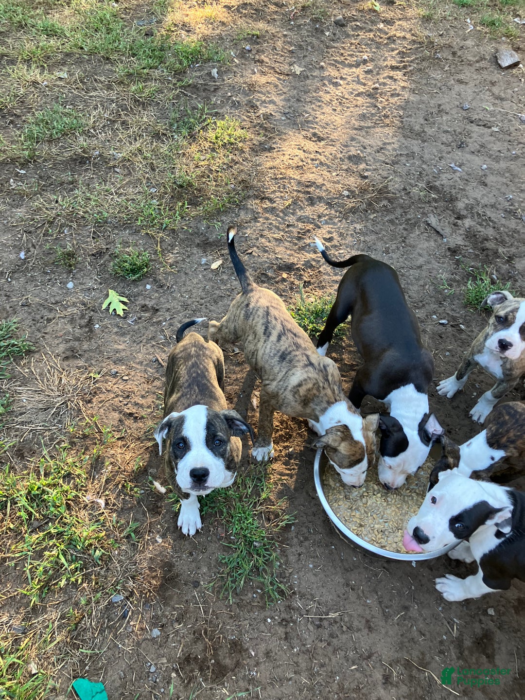 Mixed Breed dogs for sale: Pooh - Ad 14
