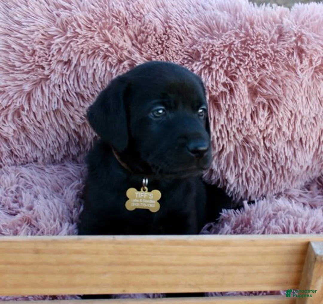 Labrador Retriever dogs for sale: Brown Collar - Ad 10