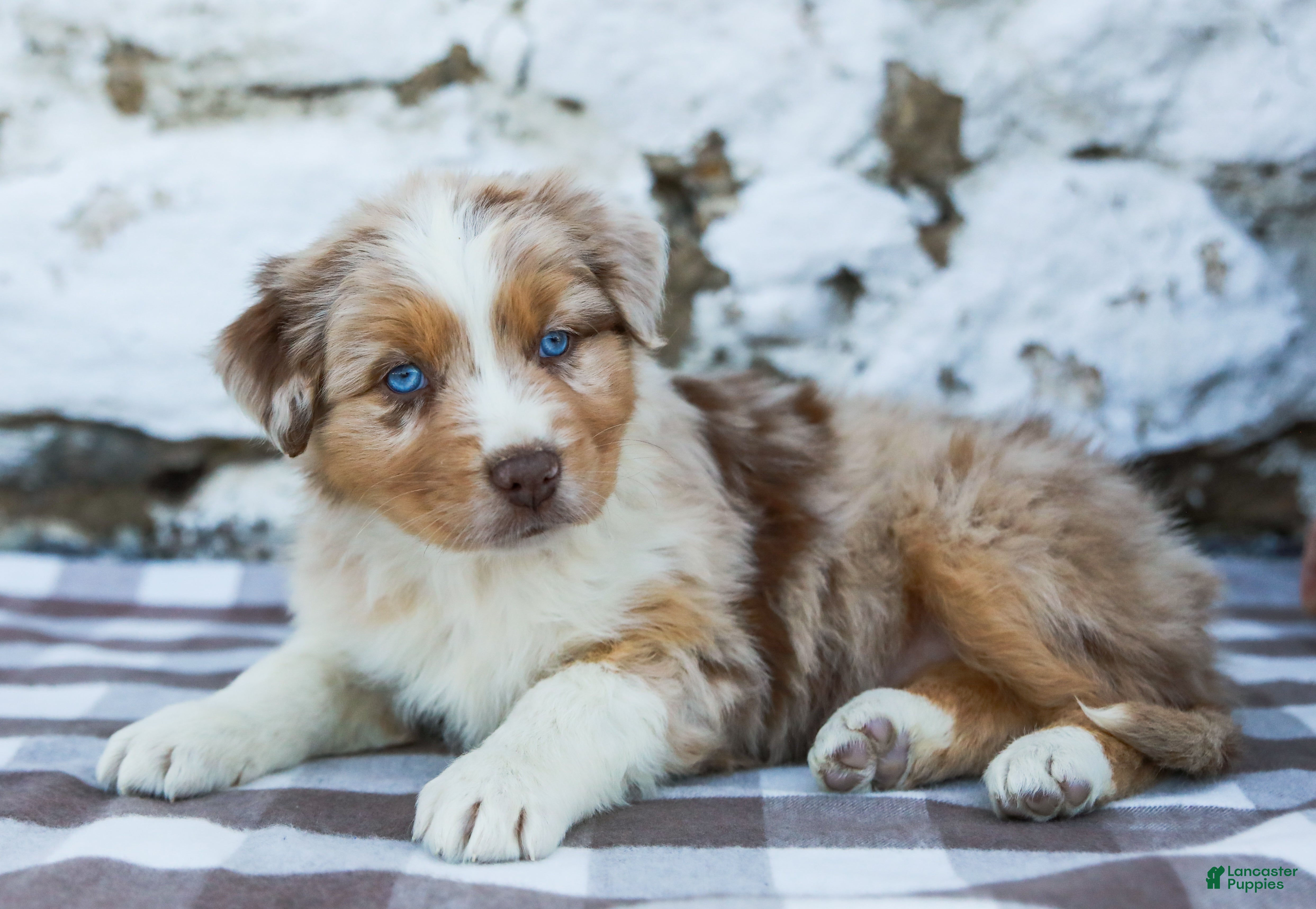 Australian Shepherd dogs Maggie - Ad 2