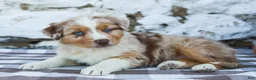 Australian Shepherd dogs for sale: Maggie - Ad 2