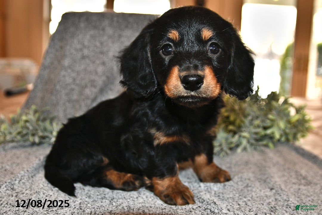 Miniature Dachshund dogs for sale: King - Ad 2