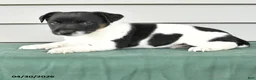 Jack Russell Terrier dogs for sale: Fallon - Ad 2