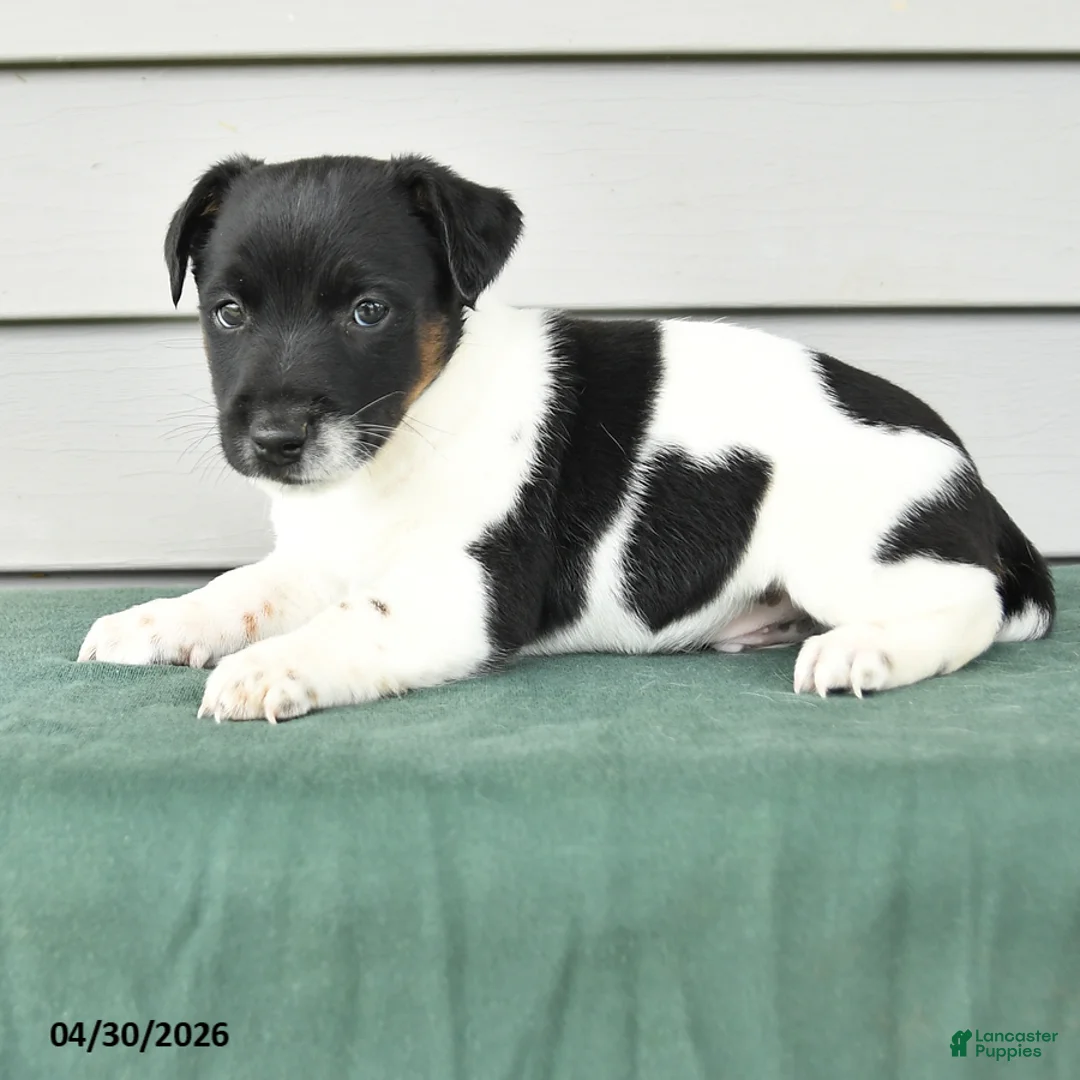 Jack Russell Terrier dogs for sale: Fallon - Ad 2
