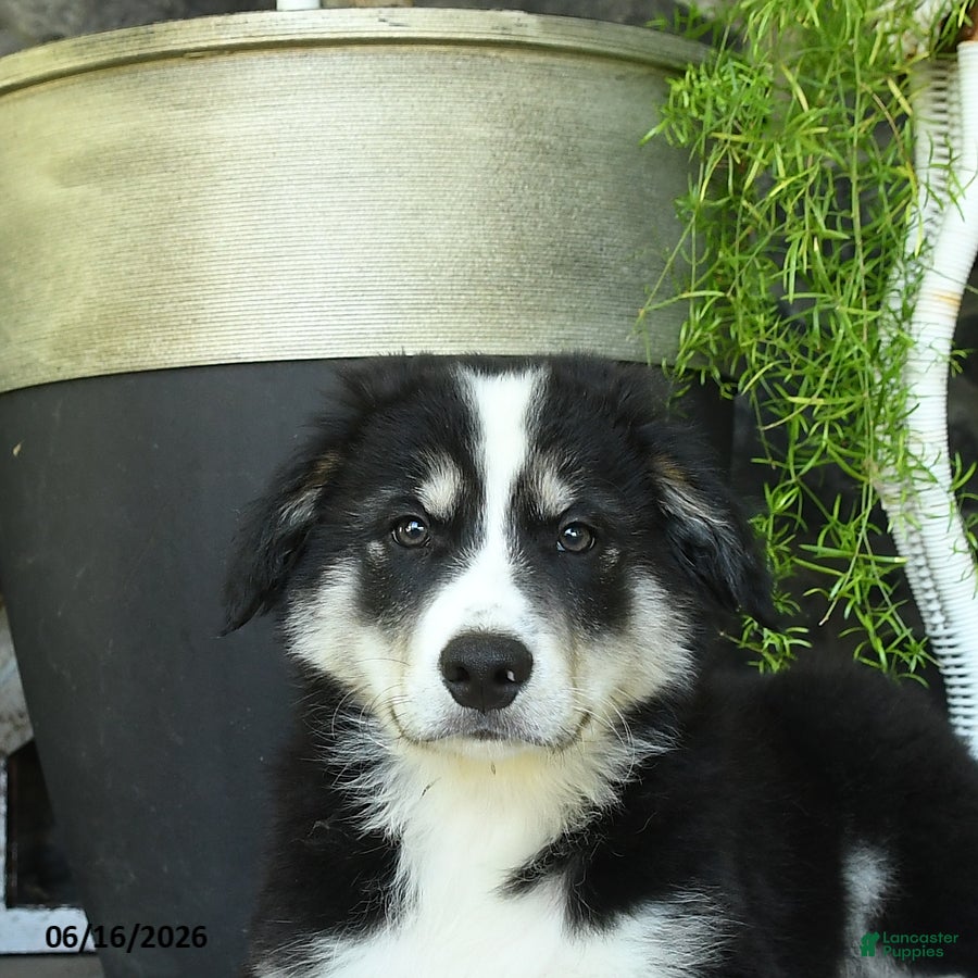 Border Collie dogs Keith - Ad 2