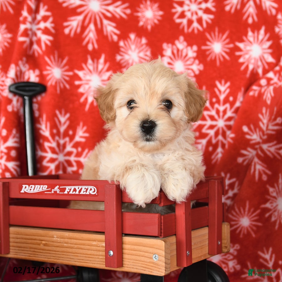 Maltipoo dogs Freddie - Ad 1