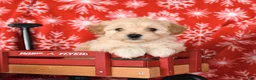 Maltipoo dogs for sale: Freddie - Ad 1