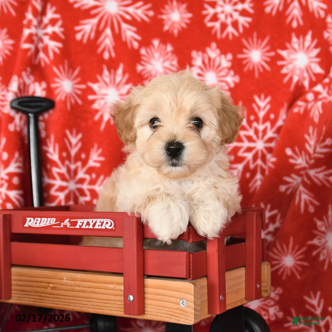 Maltipoo dogs for sale: Freddie - Ad 1