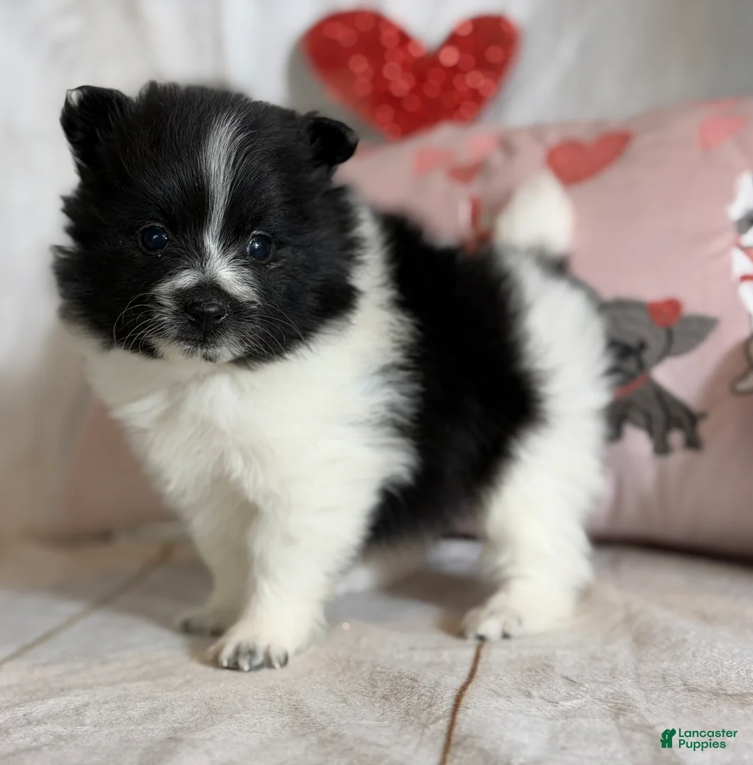 Pomeranian dogs for sale: Panda  - Ad 1