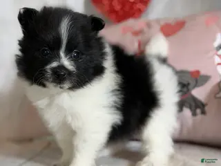 Pomeranian dogs Panda - Ad 11