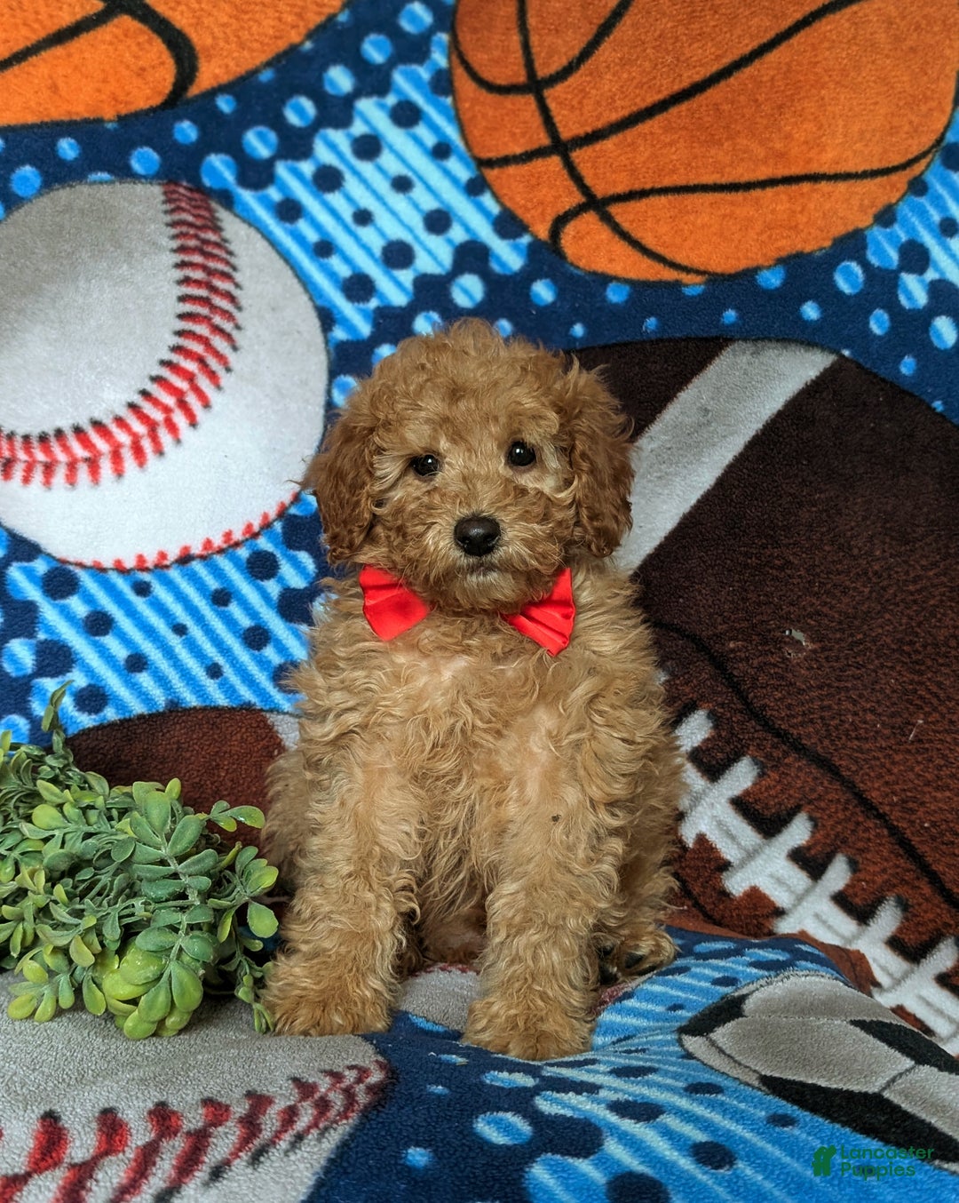 Miniature Poodle dogs for sale: Chad - Ad 2