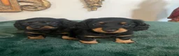 Dachshund dogs for sale: Dachshund 2 - Ad 15